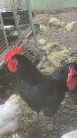 Galli australorp e mix