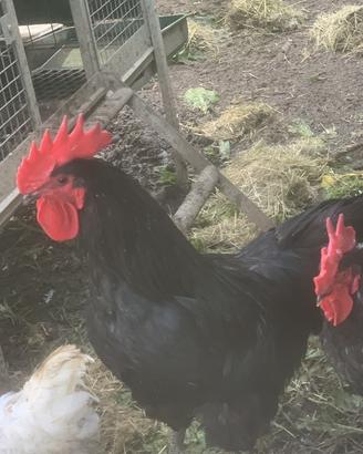 Galli australorp e mix