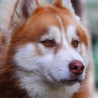 Siberian Husky per monta