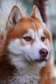 Siberian Husky per monta