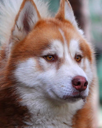 Siberian Husky per monta