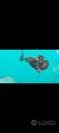 Betta Plakat Disponibili