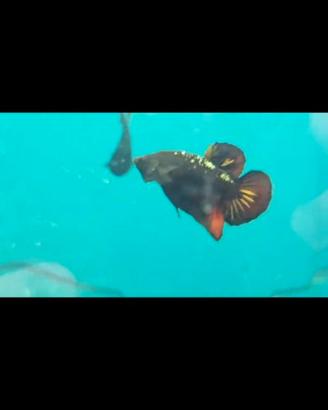 Betta Plakat Disponibili