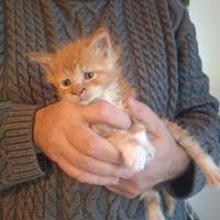 Incrocio maine coon di 2 mesi