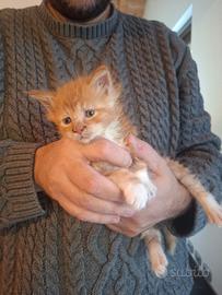 Incrocio maine coon di 2 mesi