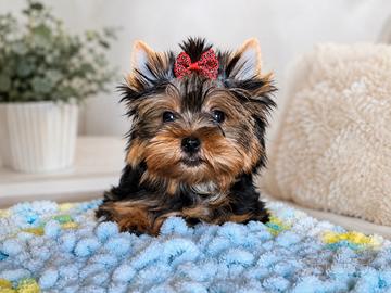 Cucciola Yorkshire Terrier Standard