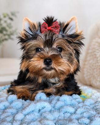 Cucciola Yorkshire Terrier Standard