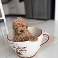 Cuccioli Barboncino Toy Pedigree Enci