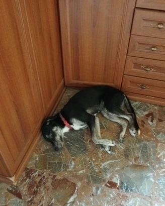 Regalasi cagnolina