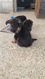 Cuccioli di pastore tedesco