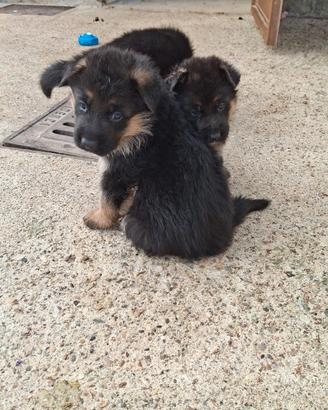 Cuccioli di pastore tedesco