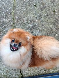 Femmina volpino di Pomerania