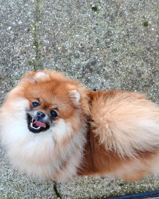 Femmina volpino di Pomerania