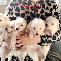 9 meravigliosi cuccioli