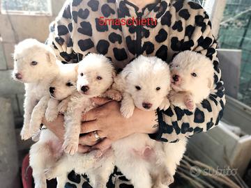 9 meravigliosi cuccioli