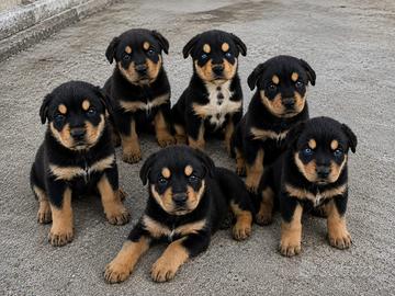 Regalasi incrocio Husky-rottweiler