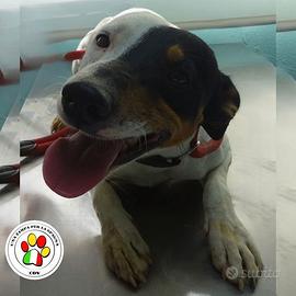 BIRILLO simpatico Bodeguero