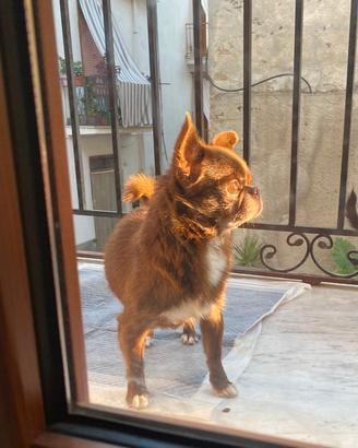 Stalloncino chihuahua con pedigree