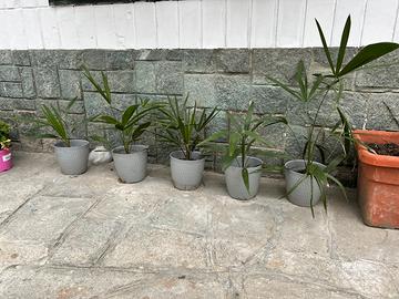 Palme in vaso