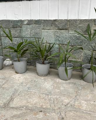 Palme in vaso