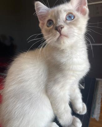 Gatti ragdoll