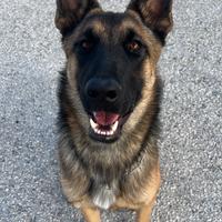 Pastore Belga Malinois per monta