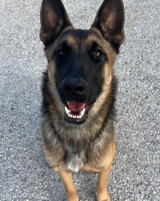 Pastore Belga Malinois per monta