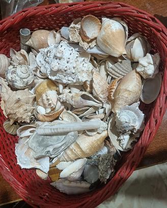 conchiglie da collezione 