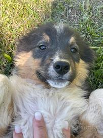 Australian Shepherd pastore australiano