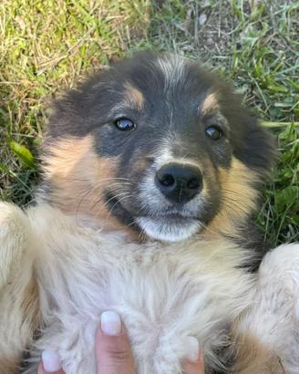 Australian Shepherd pastore australiano
