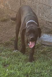 Cane Corso