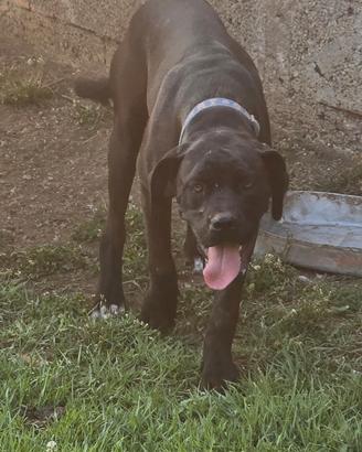 Cane Corso