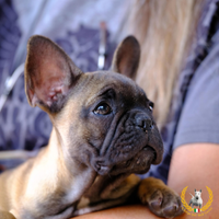 Cuccioli di Bouledogue Francese ENCI