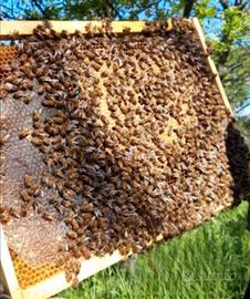 Api - famiglie e nuclei