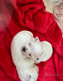 Cuccioli Maltese