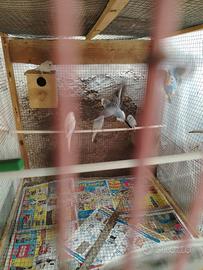 Cocoriti novelli 2026