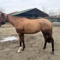 Cavallo