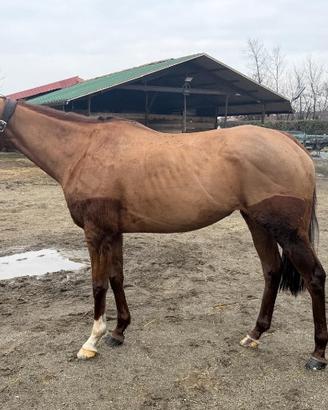 Cavallo