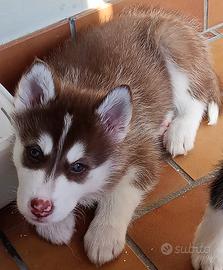 Husky siberiano cucciolo