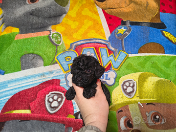 Barboncino mini toy nero e Toy 2 maschi