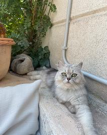 Persiana Cincillá