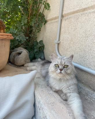 Persiana Cincillá