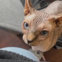 Femmina Sphynx