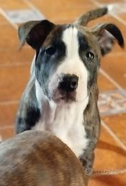 Cucciola disponibile subito