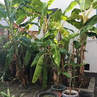 Pianta di banane , banano