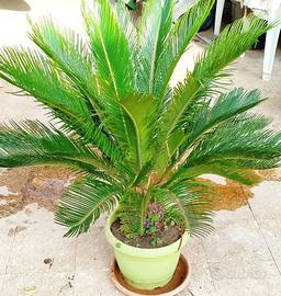 pianta di cikas 
altezza 110cm