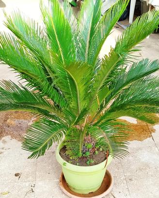 pianta di cikas 
altezza 110cm