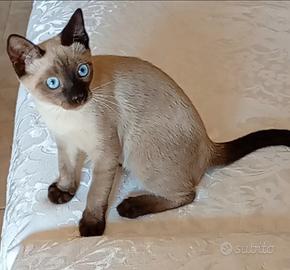 Siamese thai
