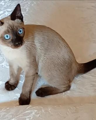 Siamese thai