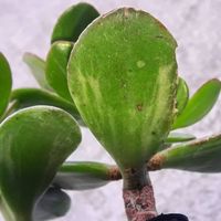 Crassula 'Rogen Hyan' piante grasse